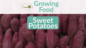 sweet potatoes how to grow and when to