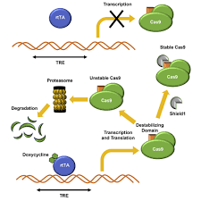 a dual conditional crispr cas9 system