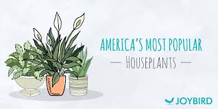 The Most Popular Houseplants In The Us