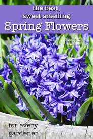 Spring flowers that grow every year. Best Smelling Spring Plants For Your Garden Flower Patch Farmhouse