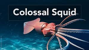 largest squid species ranked