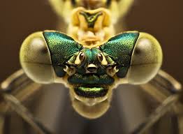 الحشرات عن قرب صور مدهشة Images?q=tbn:ANd9GcQAfJUXunQIBhdTuE1g9qfHRDkI5gQm2I0Jx2UwmkbeCO9L5OWTzg