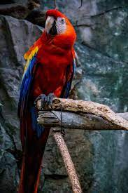 macaw parrot bird colorful red hd