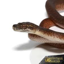 baby granite ij carpet pythons morelia