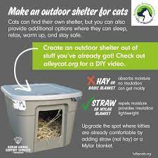 how to help outdoor cats in the winter