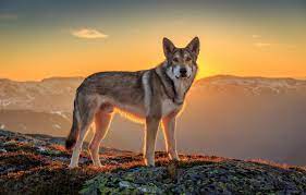 dog, wolfdog images for desktop ...