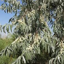 Elaeagnus angustifolia description popular name(s): Russian Olive Tree Seeds Elaeagnus Angustifolia 5 Seeds Russian Olive Tree Tree Seeds Olive Plant