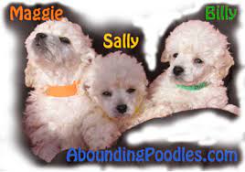 toy poodle puppies