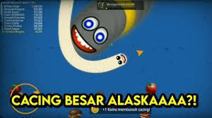Then you can open and enjoy the worm war : Cacing Besar Alaskaaaa Worms Zone Io Youtube