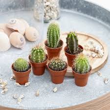 Buy Cactus Collection Cactus Collection