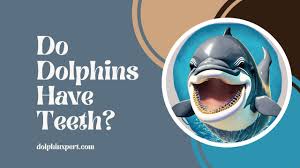 do dolphins have teeth do all dolphins