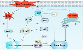 ros induced lipid peroxidation
