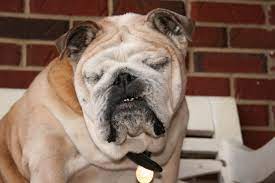 And while bulldogs make wonderful companions personality wise, the numerous health problems that plague the breed. Raising Awareness About English Bulldog Health Issues English Bulldog Pedigree Dog Bulldog