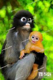 dusky leaf monkey spectacled r