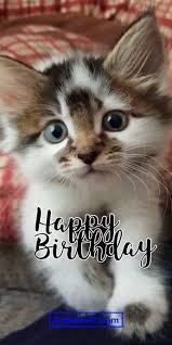 55 happy birthday cat wishes es