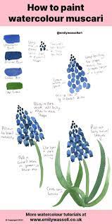 How To Paint Watercolour Muscari Or