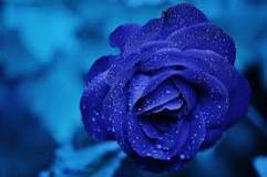 What is the rarest color for a rose?