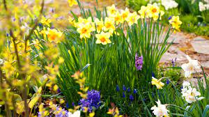 how to plant daffodil bulbs when