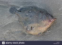 Deep Sea Angler Fish Dead On The Beach Peru Stock Photo