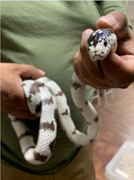 how to care for california kingsnakes