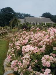 Reimagine The Rose Garden