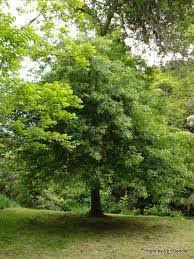 Image result for tupelo tree