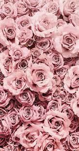 free pastel pink roses