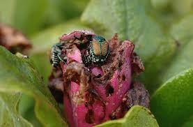How to control japanese beetles organically. Japanese Beetle Prevention And Control Organic Options Joe Gardener