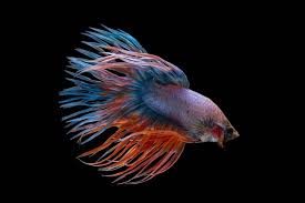 Ikan tawar ini ini mempunyai nama latin astronotus ocellatus, dalam perkembangannya ikan hias. 12 Jenis Ikan Hias Air Tawar Yang Mudah Dipelihara Untuk Pemula