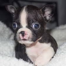30 cute boston terrier puppies 2023