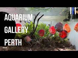 Aquarium Gallery Perth