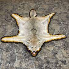 coyote full rug taxidermy mount 24679