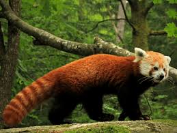 Sable is the name of an animal from the marten family. State Animal Of Sikkim Red Panda Complete Detail Updated