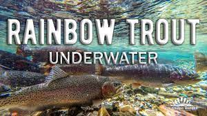 Rainbow Trout Underwater 2 Hour Video with Relaxing Music - Nature Video  for Fly Fishing Enthusiasts - YouTube