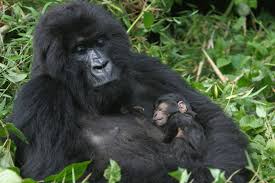 Mountain Gorilla Facts Endangered Animals