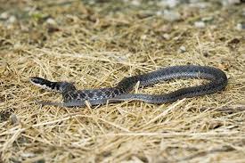 It is active day and night. Snakes Of Pennsylvania 21 Species 3 Of Them Venomous Pennlive Com