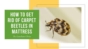 carpet beetles in mattress