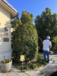 Bakersfield Ca Tree Services