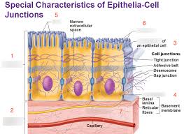 Histology Epithelia