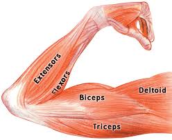 Tutorials and quizzes on muscles that act on the arm/humerus (arm muscles: Arm Muscles Labeled Medical Anatomy Muscle Arm Muscles Labeled Png Html