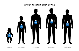 human body composition infographic