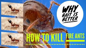 how to treat fire ants like a pro in