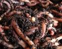 I vermi del compostaggio Il vermicompost Compostaggio Guide