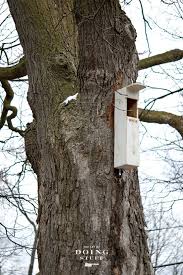 The Owl Box Attracting Screech Owls To