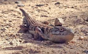 woodland alligator lizard