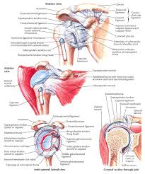 The shoulder has about eight muscles that attach to the scapula, humerus, and clavicle. Shoulder Joint Anatomy Download Scientific Diagram