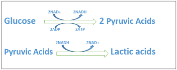 Lactic Acid Fermentation Equation