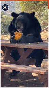 Bear Sits at Picnic Table Like Human to Eat Gourd | human | Oh my gourd! |  By storyfulFacebook
