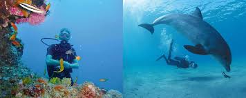 Scuba Diving Guide For Marine Parks In Kenya - AfricanMecca ...