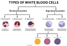 types of white blood cells leukocytes